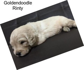 Goldendoodle Rinty