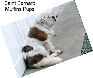 Saint Bernard Muffins Pups