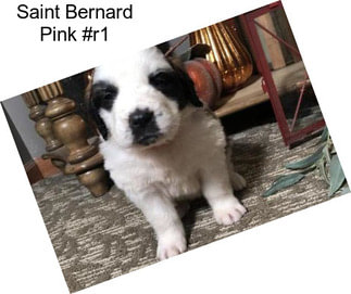 Saint Bernard Pink #r1