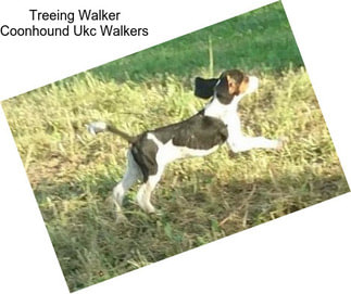 Treeing Walker Coonhound Ukc Walkers