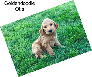 Goldendoodle Otis