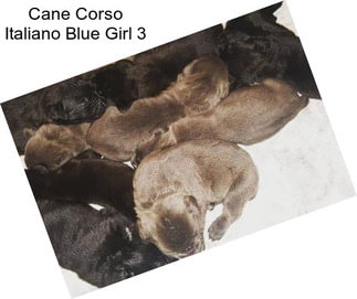 Cane Corso Italiano Blue Girl 3