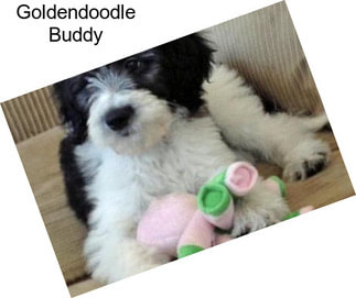 Goldendoodle Buddy