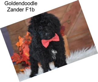 Goldendoodle Zander F1b