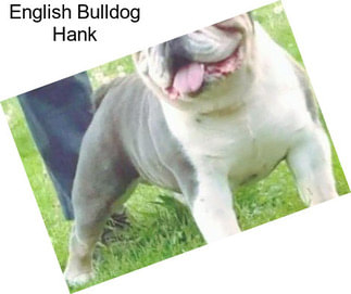 English Bulldog Hank