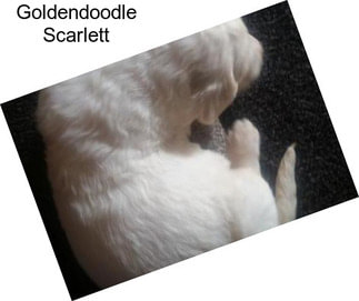 Goldendoodle Scarlett