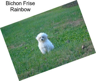 Bichon Frise Rainbow