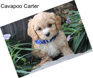 Cavapoo Carter