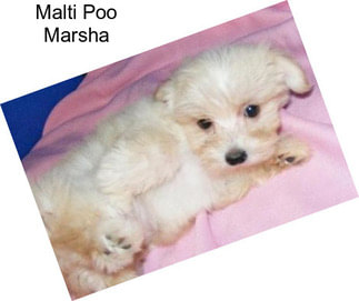 Malti Poo Marsha