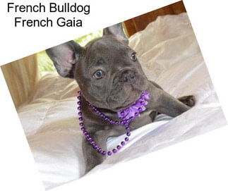 French Bulldog French Gaia