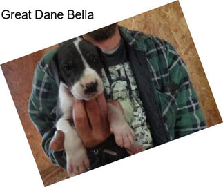 Great Dane Bella