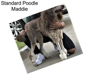 Standard Poodle Maddie