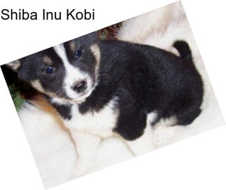 Shiba Inu Kobi