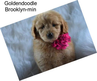 Goldendoodle Brooklyn-min