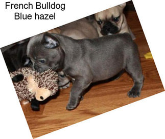 French Bulldog Blue \