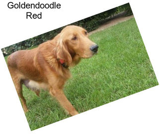 Goldendoodle Red