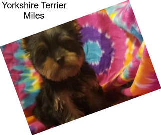 Yorkshire Terrier Miles