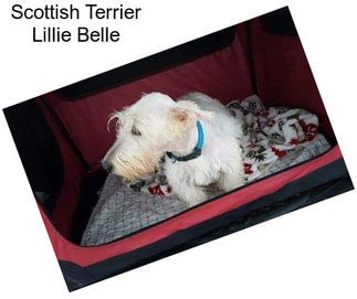 Scottish Terrier Lillie Belle