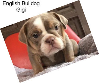 English Bulldog Gigi