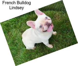 French Bulldog Lindsey