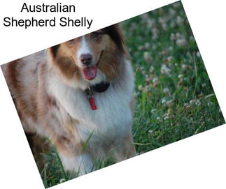 Australian Shepherd Shelly