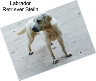 Labrador Retriever Stella