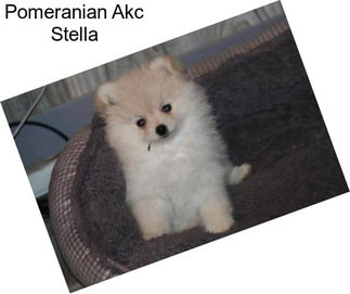 Pomeranian Akc Stella