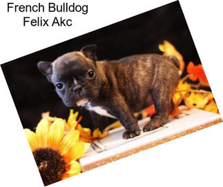 French Bulldog Felix Akc