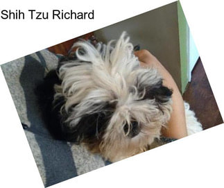 Shih Tzu Richard