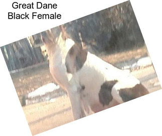 Great Dane Black Female