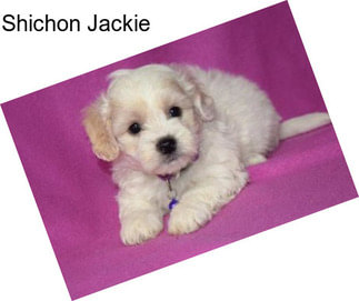 Shichon Jackie