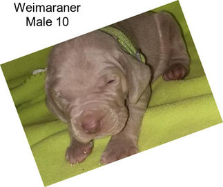 Weimaraner Male 10