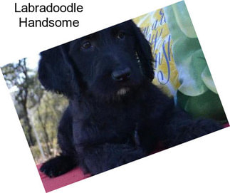 Labradoodle Handsome