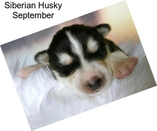 Siberian Husky September