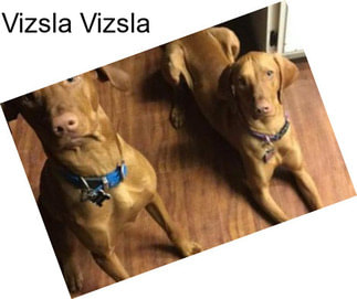 Vizsla Vizsla