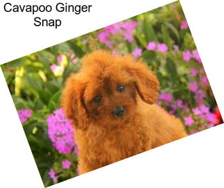 Cavapoo Ginger Snap