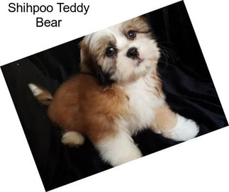 Shihpoo Teddy Bear