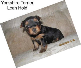 Yorkshire Terrier Leah Hold