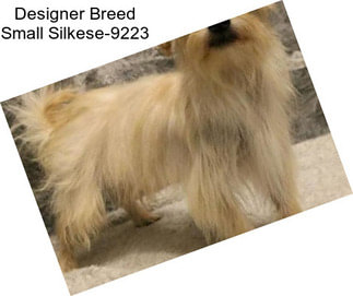 Designer Breed Small Silkese-9223