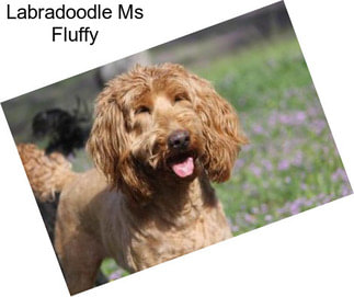 Labradoodle Ms Fluffy