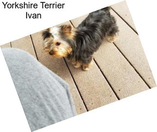 Yorkshire Terrier Ivan