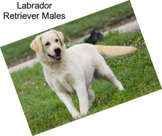 Labrador Retriever Males