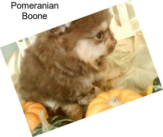 Pomeranian Boone