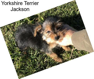 Yorkshire Terrier Jackson