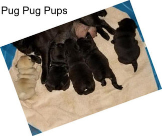 Pug Pug Pups