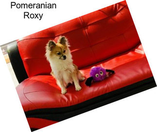 Pomeranian Roxy