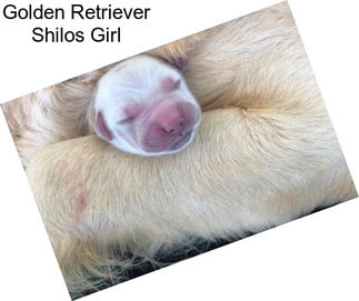 Golden Retriever Shilos Girl