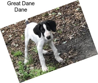 Great Dane Dane