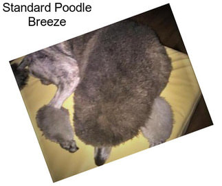 Standard Poodle Breeze