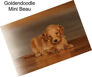 Goldendoodle Mini Beau